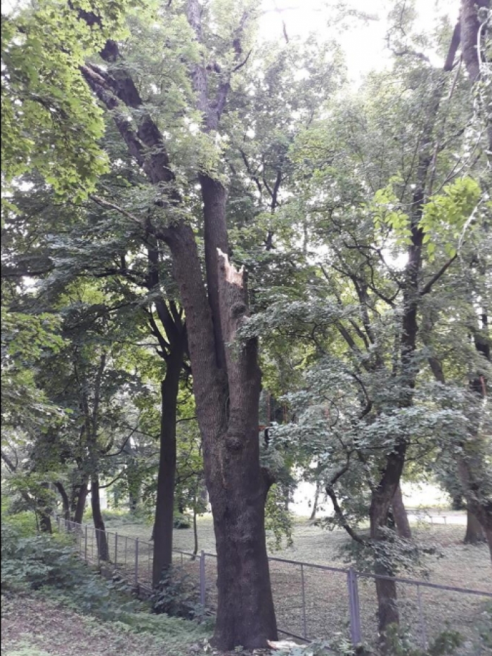 В Ужгороді сьогодні обрізують дерева, стрижуть газони, встановлюють світильники...