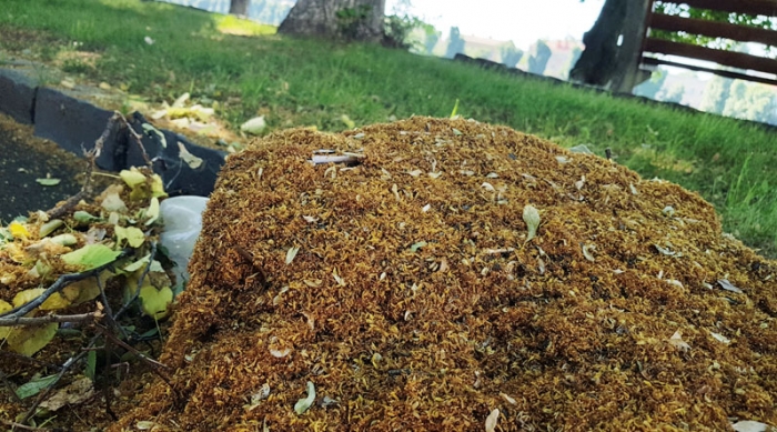 Жителі Ужгорода масово збирають липовий цвіт