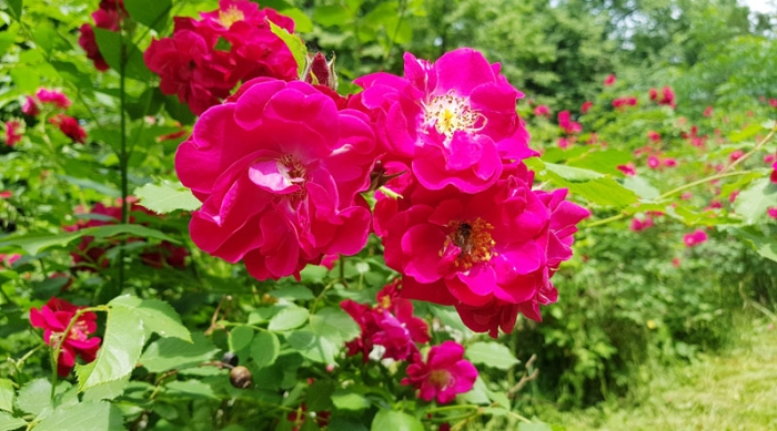 Диковинні квіти зацвіли у столиці Закарпаття