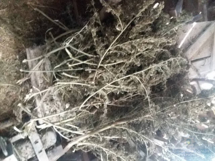 На Іршавщині поліцейські вилучили рекордну кількість конопель