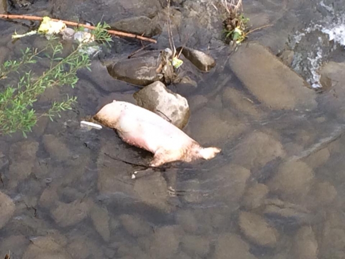 У Рахові знайшли неприємну знахідку в річці