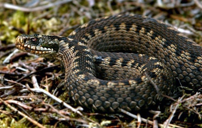 Отакої: Закарпаття не має жодної вакцини проти укусів змій