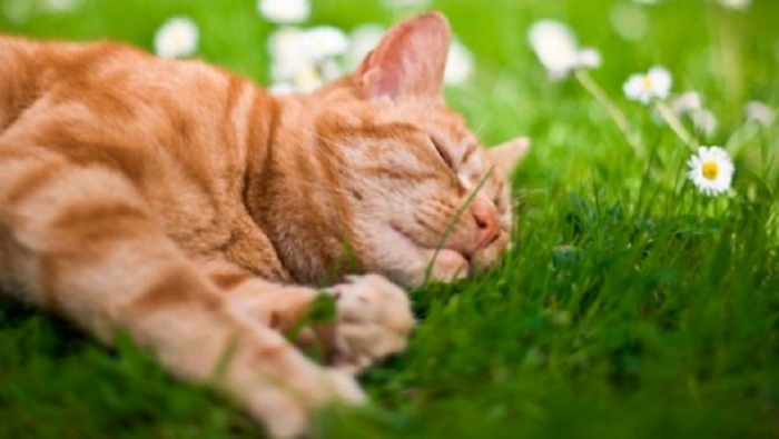 На вихідних ужгородцям обіцяють суху погоду — і в суботу, і в неділю