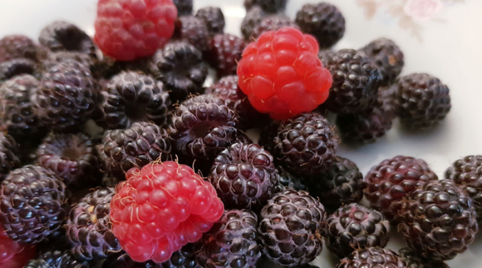 Смаком схожу на шовковицю ягоду вже "на повну" продають на ринках Закарпаття