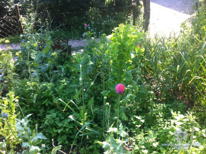 Закарпатка на городі разом з овочами вирощувала й сильне "снодійне"