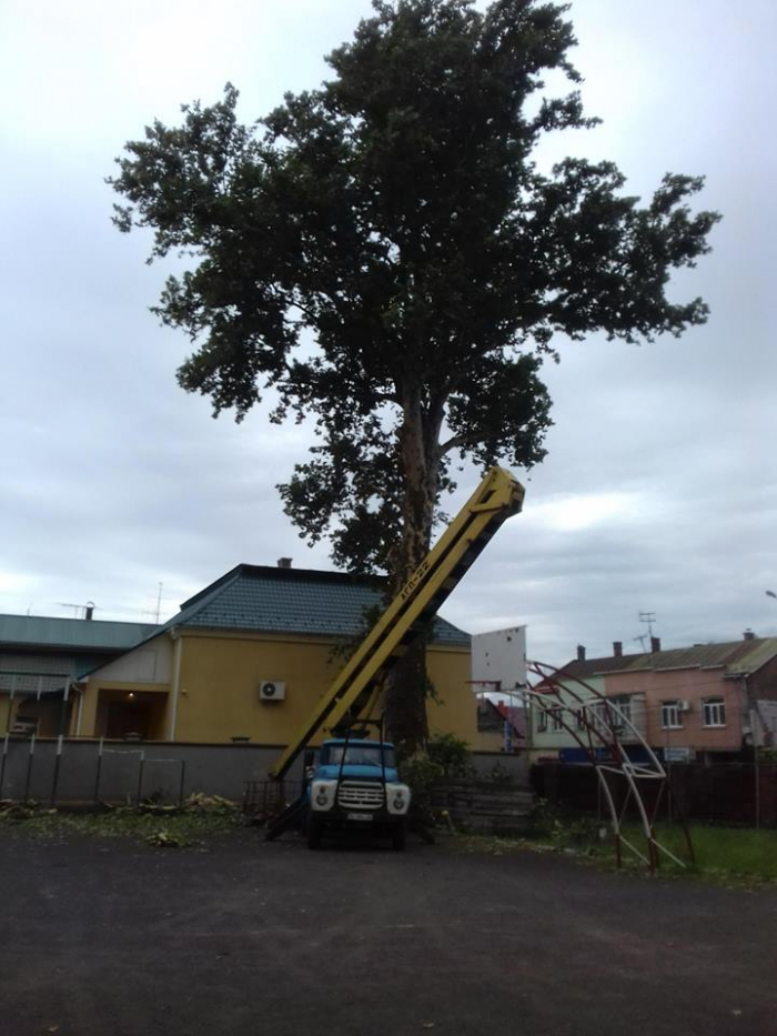 У Мукачеві чиновники дозволили обрізати історичну "пам’ятку природи"