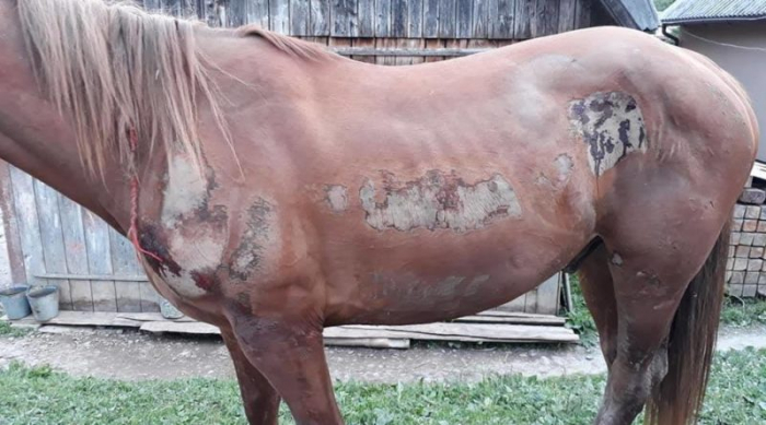 Обурені люди в соцмережах пишуть, що готові вчинити самосуд над садистом із Закарпаття!