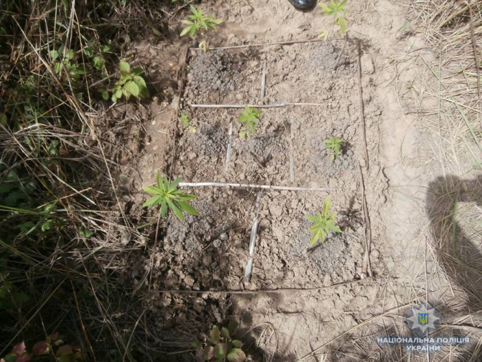 Закарпатець: Коноплю висадив із насіння  для подальшого власного вживання