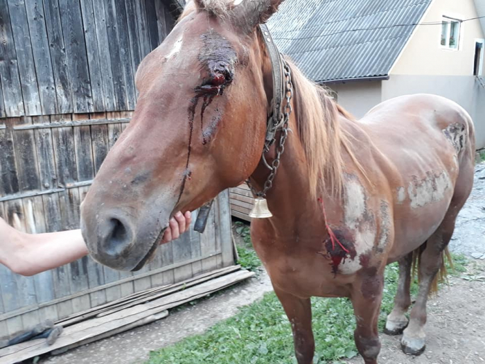 Поліція повідомила про підозру в жорстокому поводженні з твариною жителю Рахівщини