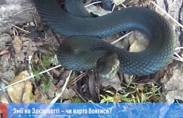 Чи варто остерігатися змій на Закарпатті: думки науковців та медиків