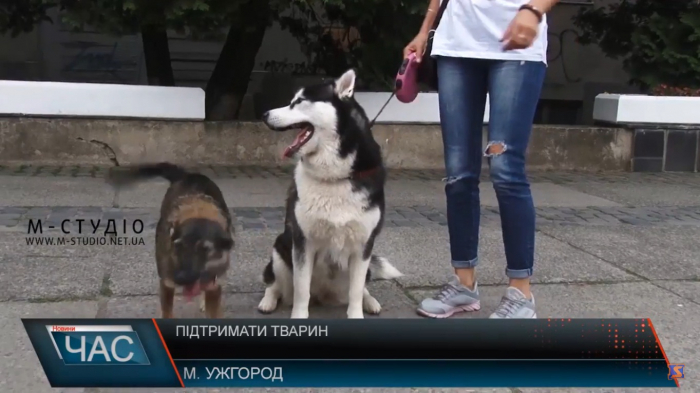 Ужгород долучився до акції проти жорстокого поводження з тваринами