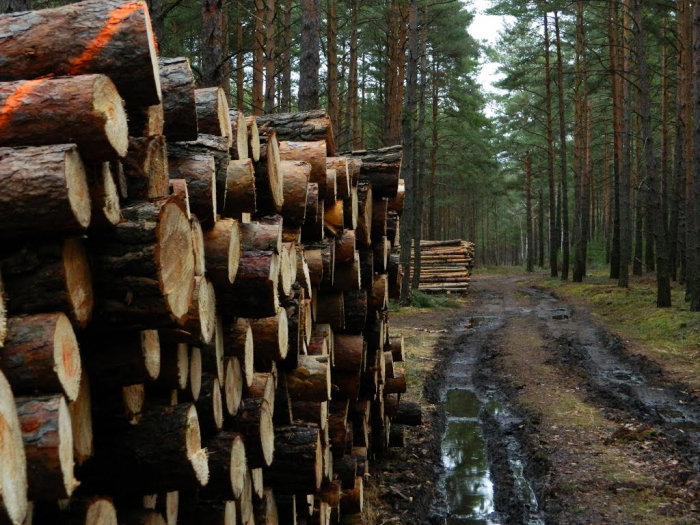 Вирубки лісу на Закарпатті щороку зменшуються, - Москаль