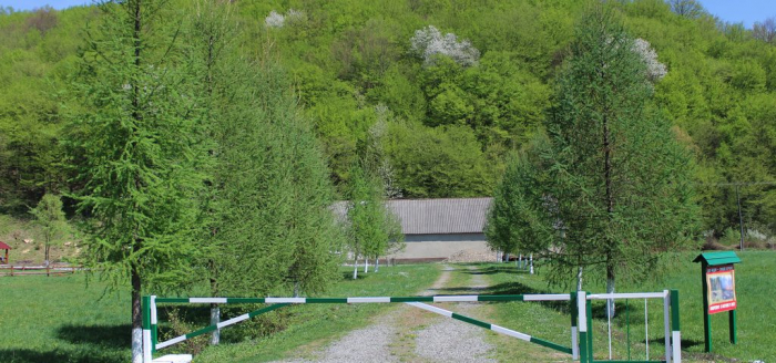 На Закарпатті закриті для відвідувань ліси на Перечинщині