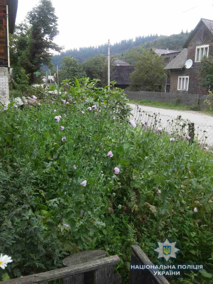 "Макова плантація" закарпатця зійшла при самій дорозі