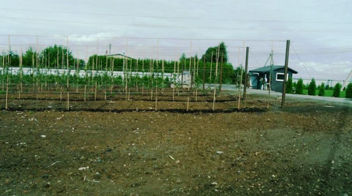 Цей яблуневий сад під Каунасом називають не інакше як "Закарпатський"