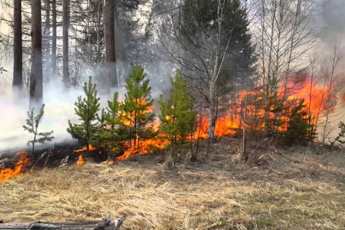 Порушників протипожежної безпеки шукають у лісах Закарпаття
