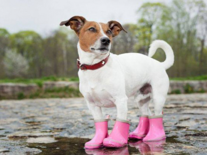 Закарпаття завтра "візьмуть у полон" дощі?