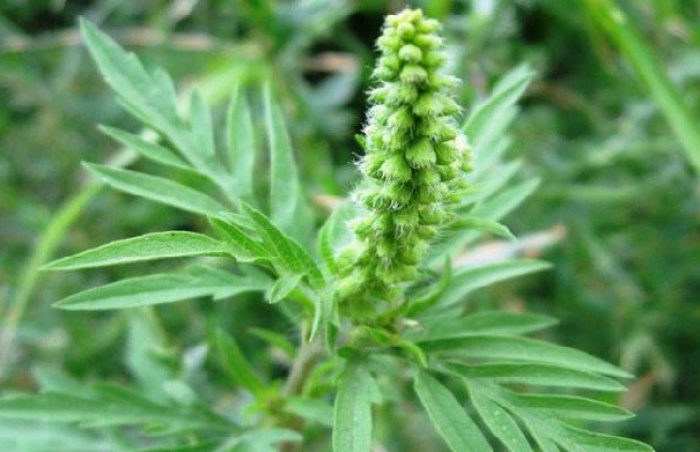 Небезпечна амброзія зацвіла на Закарпатті на кілька тижнів раніше