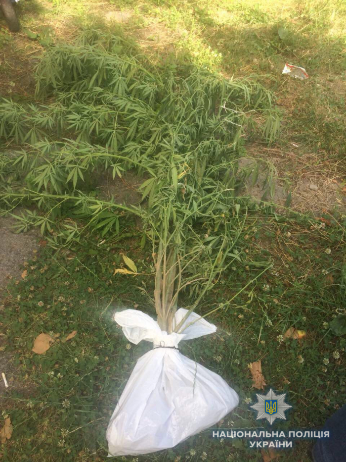 За 4 кущі коноплі мешканець Мукачівщини може заплатити до 1700 грн. штрафу