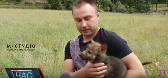 У "Долині вовків" на Міжгірщині доглядають і... люблять сіроманців