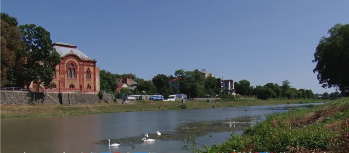 Шестеро королівських птахів плавають у самісінькому центрі Ужгорода