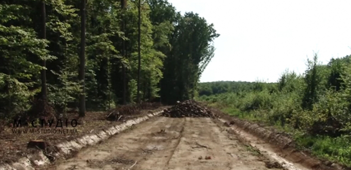 Лісову дорогу завдовжки 1 км будують лісівники на закарпатській Берегівщині