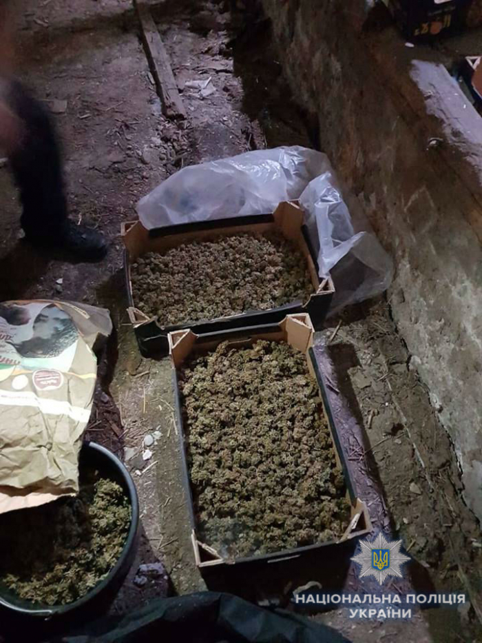 Закарпатському наркобарону оголошено про підозру у незаконному посіві та вирощуванні конопель