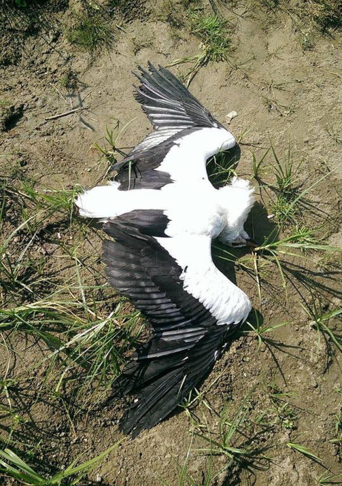 Прекрасний бузьок не вижив після зустрічі з невідомими бузувірами на Закарпатті