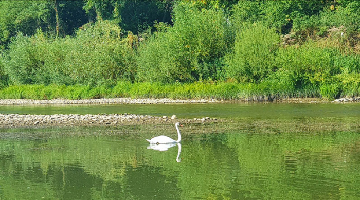 Ще один білий красень з’явився сьогодні у місті над Ужем!