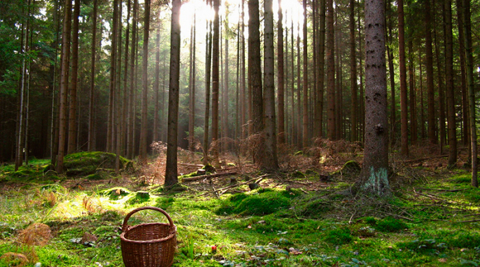 Як сасівець пішов з дому, аби ягід у закарпатському лісі назбирати