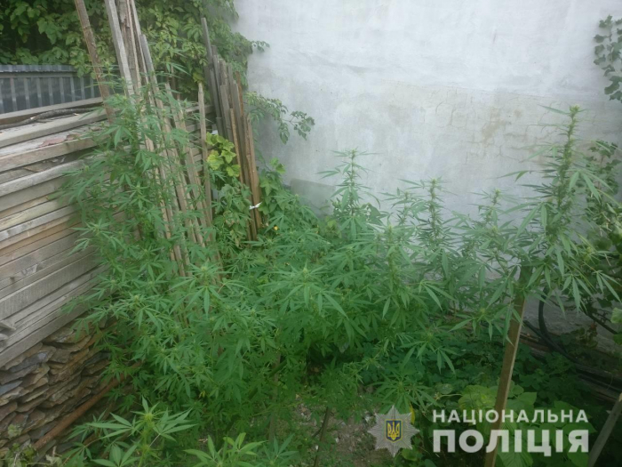 "Конопляних підприємців" виявили полісмени на Закарпатті