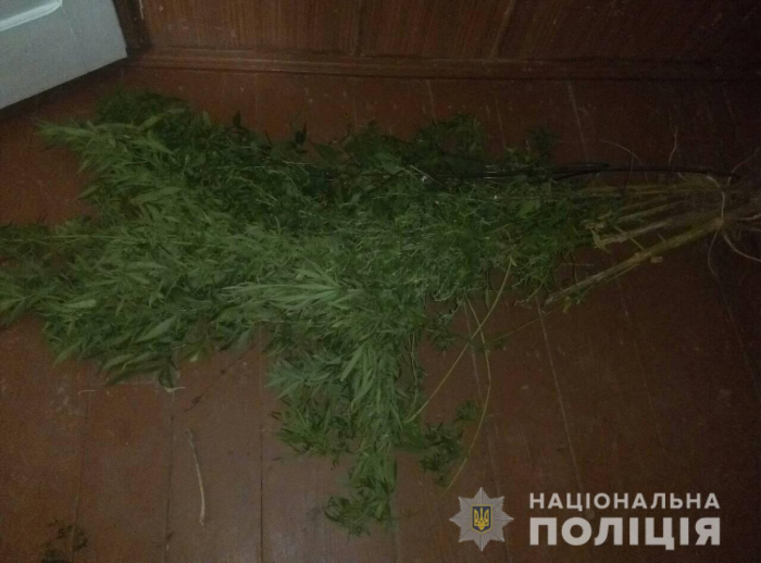 Закарпатський молодик на своїй присадибній ділянці вирощував наркорослини