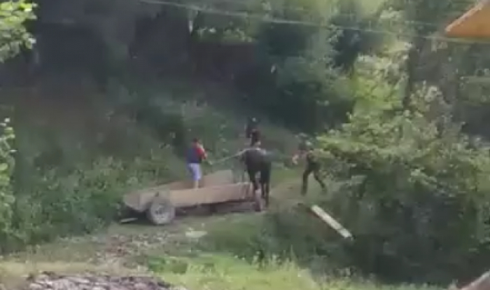 На Міжгірщині за жорстоке поводження з конем судитимуть місцевого мешканця