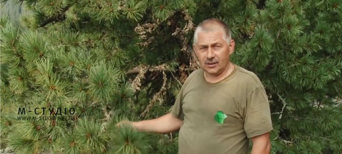Дерева, яким від 200 до 300 років, висаджені на Закарпатті ще за часів Марії Терезії