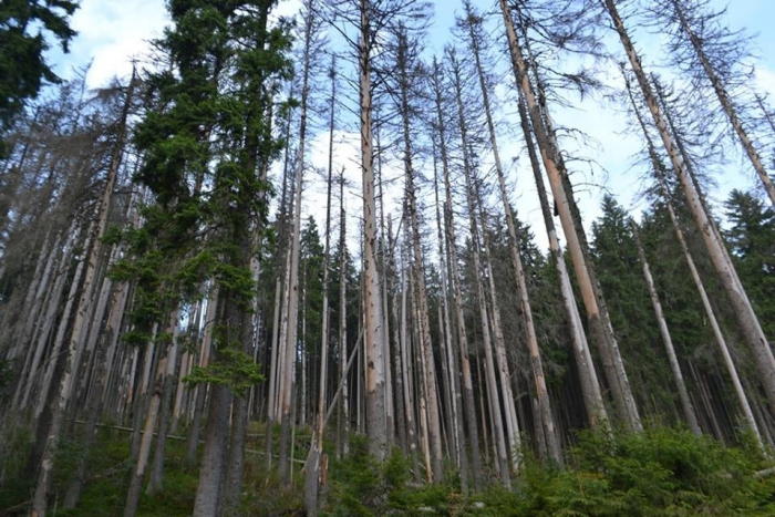 Ялинники Закарпаття гинуть на очах, перетворюючись на частоколи з мертвих дерев