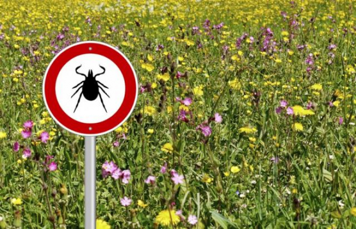 20 випадків захворювання на хворобу Лайма зафіксовано в Ужгороді в липні цього року