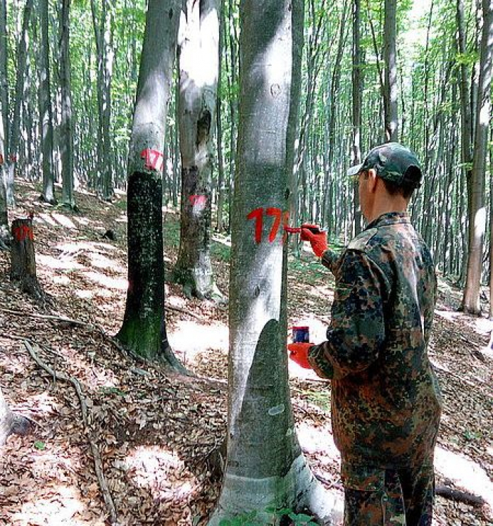 У Нацпарку “Зачарований край” проводяться рубки, але в наукових цілях