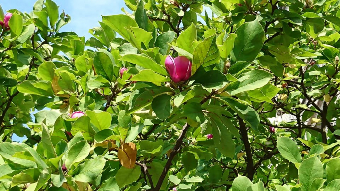 В Ужгороді неймовірне диво: восени зацвіли магнолії 