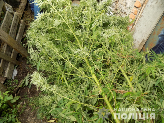 Конопляний "рай" знайшла поліція в горах Закарпаття