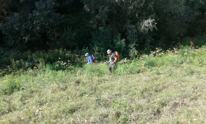 Як зачищали від небезпечної амброзії береги р.Тиса на Ужгородщині