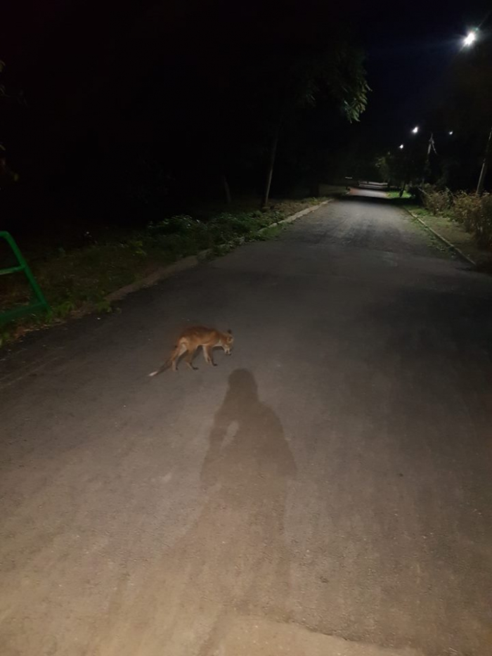 Ужгород і лисиці. Парк Боздоський