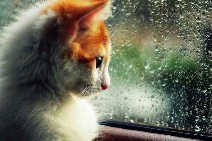 Що приготувала погода закарпатцям на п’ятницю, 7 вересня