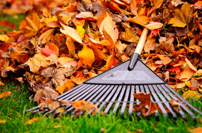 Невеликим, але штрафом "виховуватимуть" любителів спалювати опале листя в Ужгороді