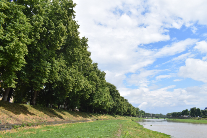 Що буде з деревами на набережній Незалежності?