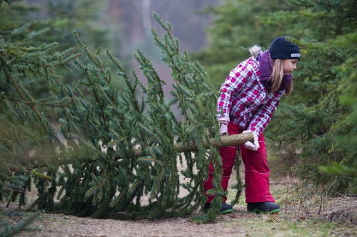 Майже півмільйона гривень заробили закарпатські лісівники за продаж новорічних красунь