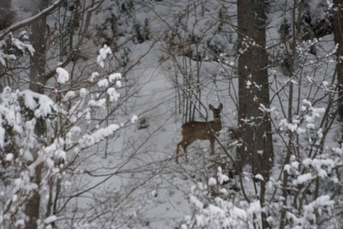 Відео дня: як граційні козулі видобувають собі поживу під метровим снігом на Рахівщині