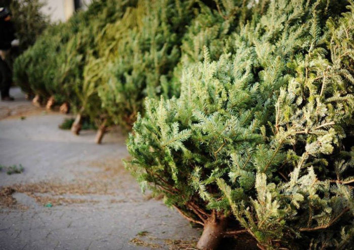 Куди ужгородцям віддати ялинку, аби вона принесла користь? – у "Барбос"!