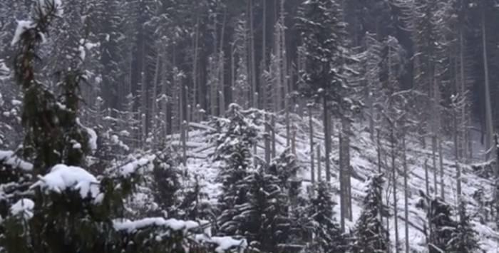 Нищівні вітровали лісів на Рахівщині – чи вдасться лісівникам розчистити? (ВІДЕО)