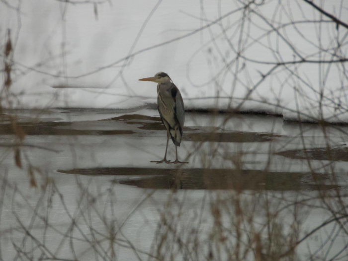 Ужем розгулює унікальна птаха, яку мало кому вдається сфотографувати (ФОТО)