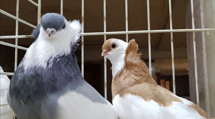 На Закарпатті є більше сотні голубоводів, які розводять спортивно-поштових пернатих